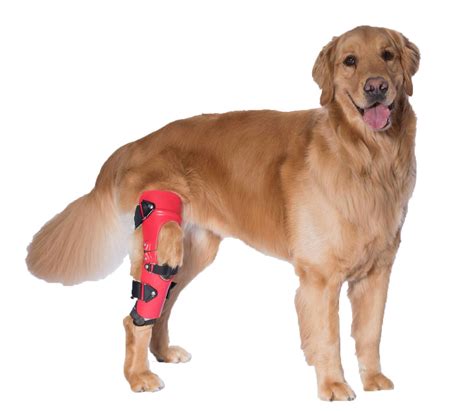 JUANWAN Dog Knee Brace Leg Braces - Dog Canine Knee Stifle Brace Wrap Dog Knee Brace for Torn ACL Hind Leg Joint Pain Muscle Sore Pet Brace Reduces Pain and Inflammation (M) dummy Lyderpet Dog Knee Brace for Torn ACL Hind Leg, Rear Leg Braces for Dogs Luxating Patella, Metal Spring Strong Support and Flexible Joint. . Dog leg brace acl
